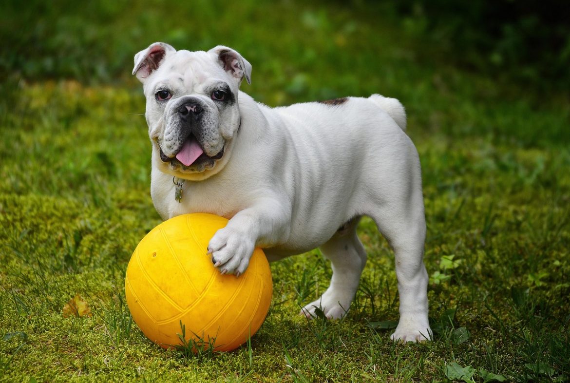 Helping Your Fearful Pup Feel Confident
