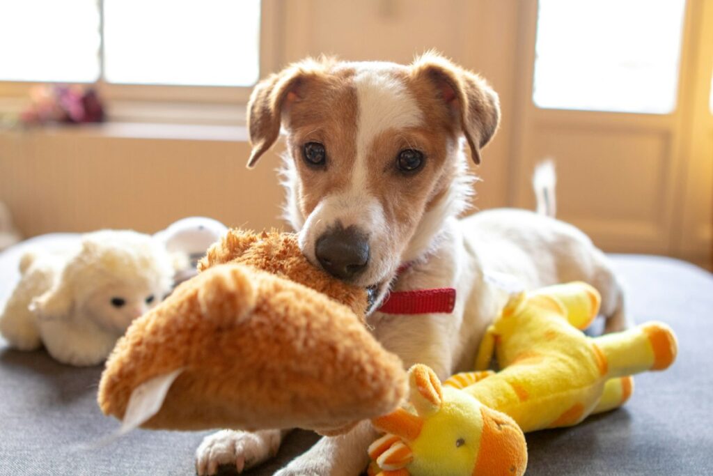 Dog photo illustrating Chew Toys