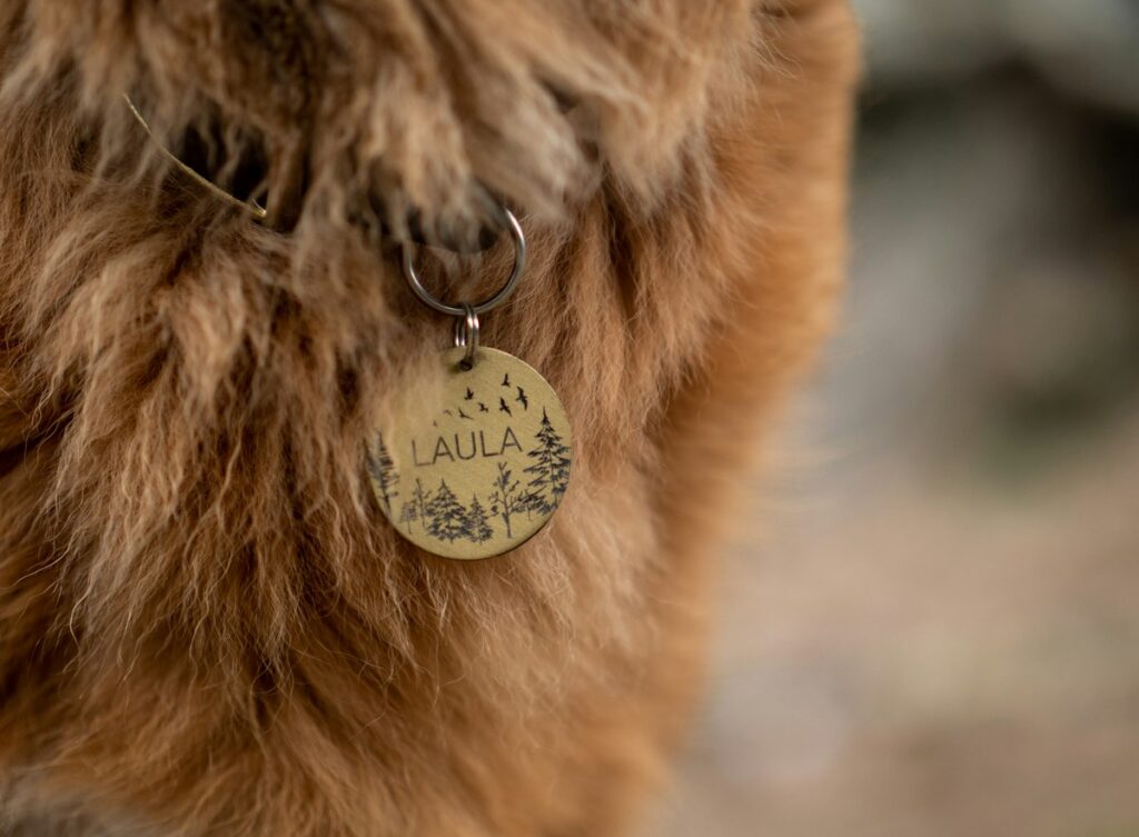 Dog photo illustrating ID Tags & GPS Trackers