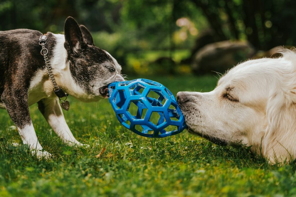 Dog photo illustrating Interactive Toys