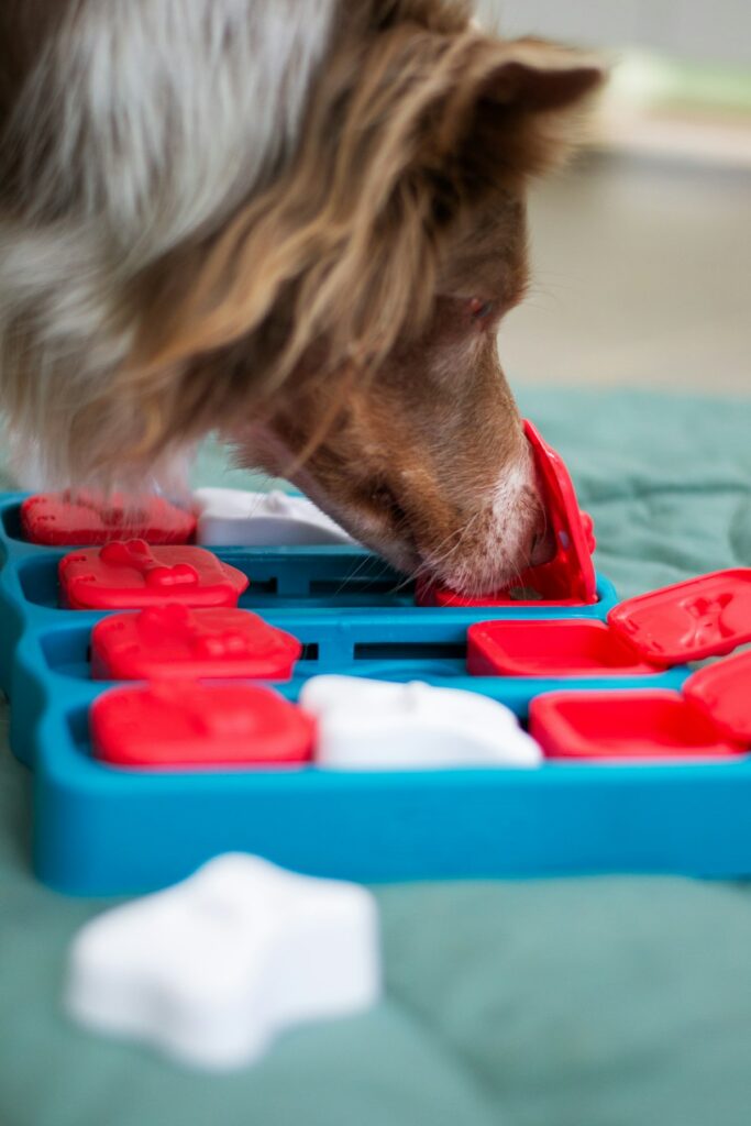 Dog photo illustrating Puzzle Toys